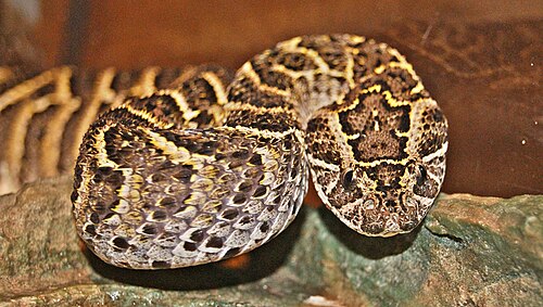 Puff Adder