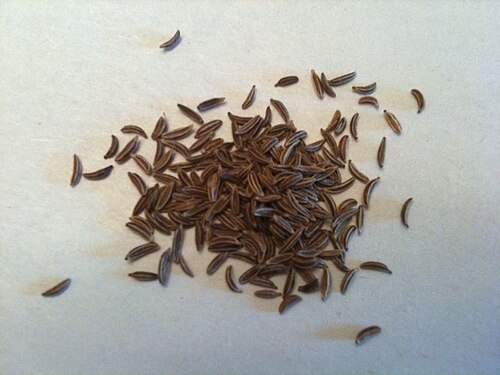 Caraway