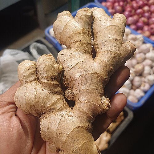 Ginger