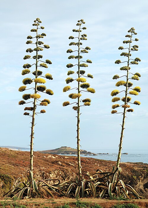 Century Plant
