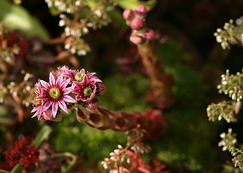 Hens and Chicks