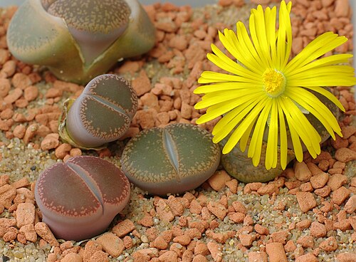 Living Stones