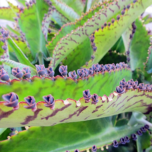 Mother of Thousands