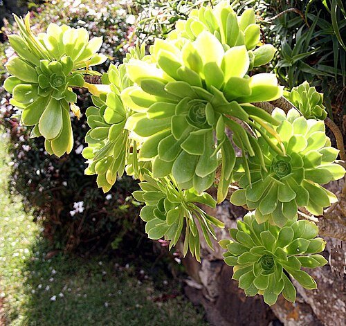 Tree Aeonium
