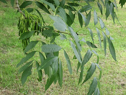 European Ash