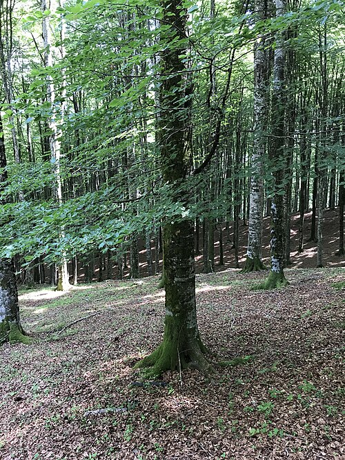 European Beech