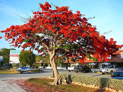 Flamboyant