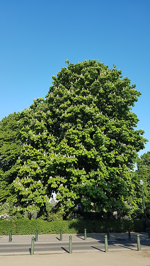Horse Chestnut