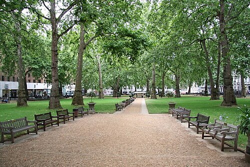 London Plane