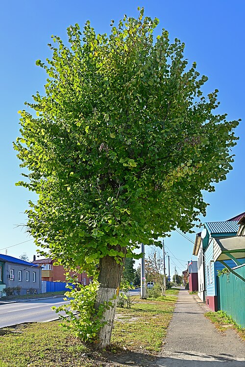 Small-Leaved Lime