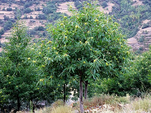 Sweet Chestnut