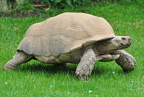 African Spurred Tortoise