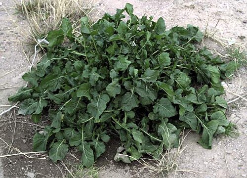 Arugula