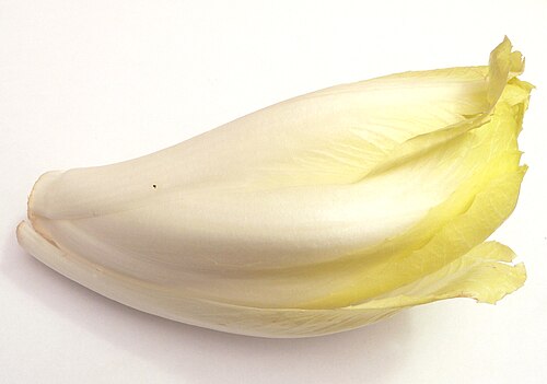 Belgian Endive