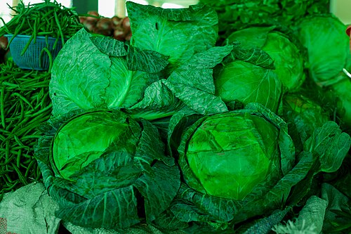 Green Cabbage