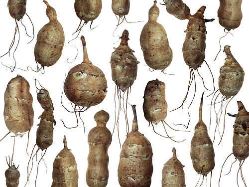 Jerusalem Artichoke