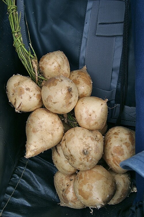 Jicama