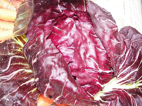 Radicchio