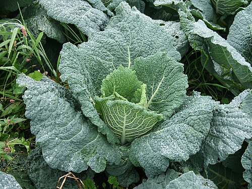 Savoy Cabbage