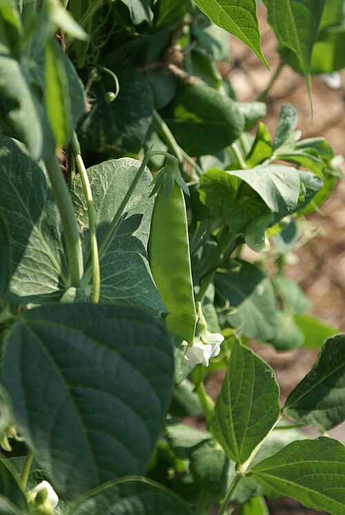 Snow Pea