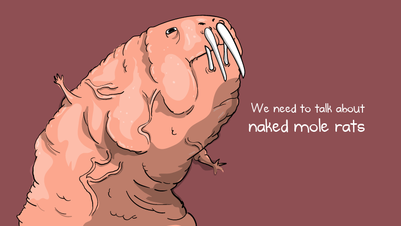 The Oatmeal