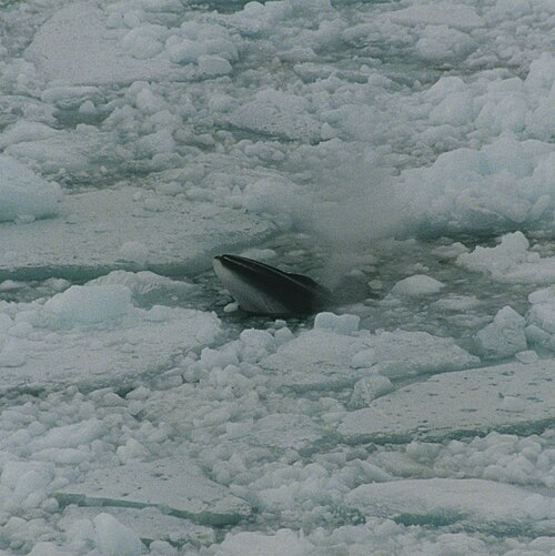 Antarctic Minke Whale