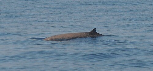 Cuvier's Beaked Whale