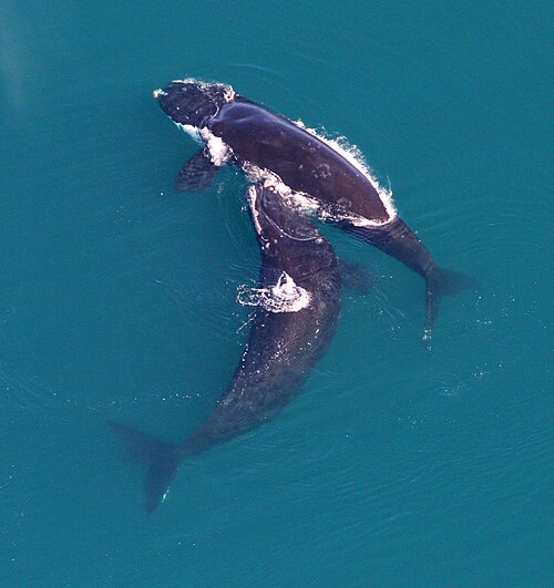 North Atlantic right whale