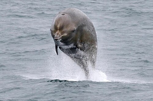 Northern Bottlenose Whale