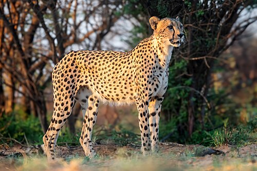 Cheetah