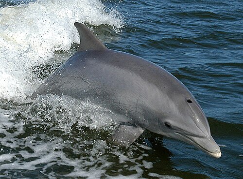 Common Bottlenose Dolphin