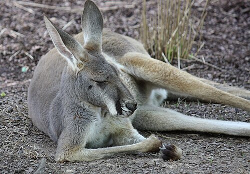 Red Kangaroo